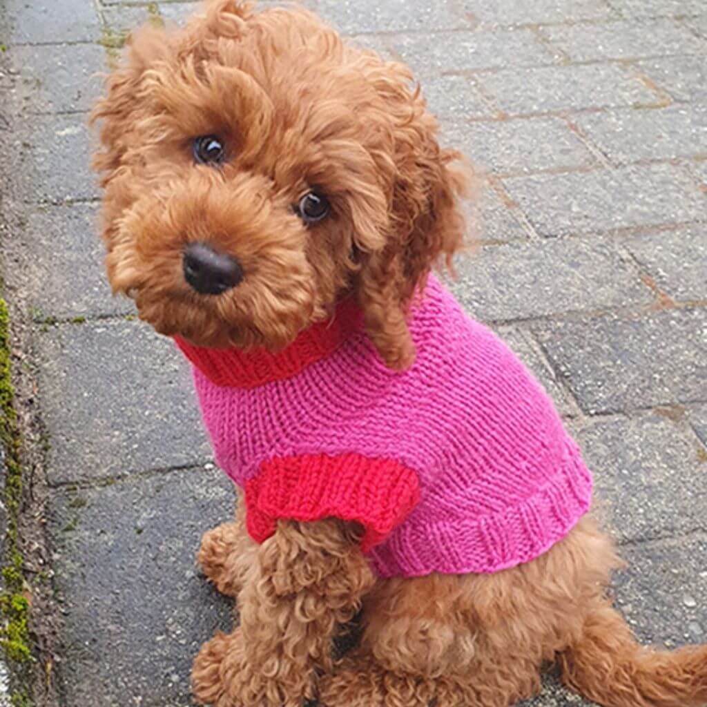 Drops Design Pattern Hundepullover Good Girl Sweater Strickanleitung - Drops (PDF) bei bei bei bei bei bei bei Lieblingsgarn